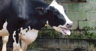sığırlarda sıcaklık stresi