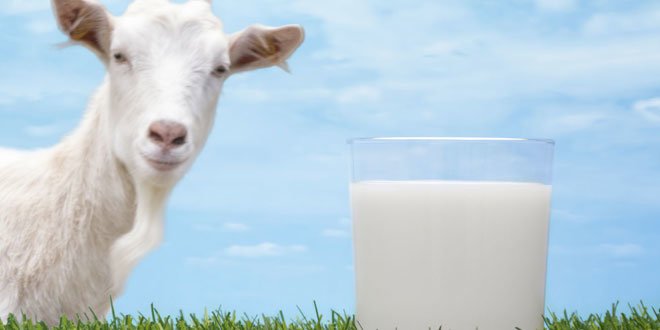 keçi sütünün yüksek tansiyona faydaları