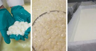 Peynir üretiminde maya testinin önemi*